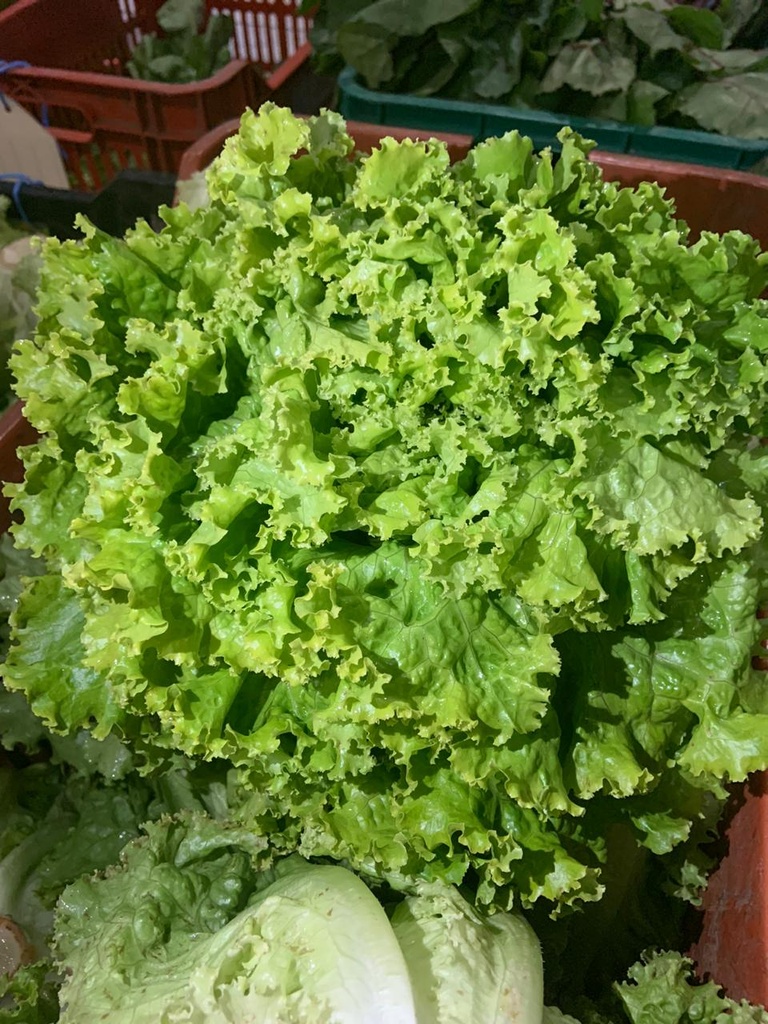 Lechuga Americana (unidad)