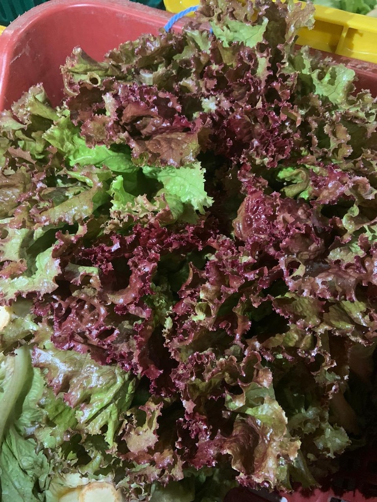 Lechuga Roja