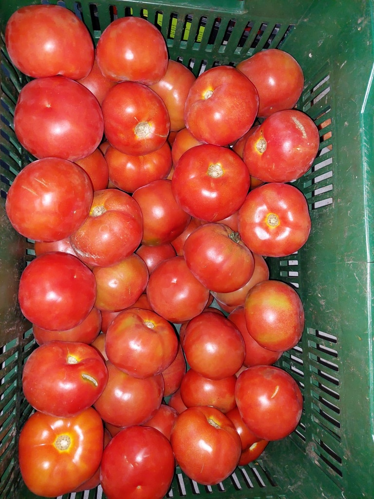 Tomate (Kg)