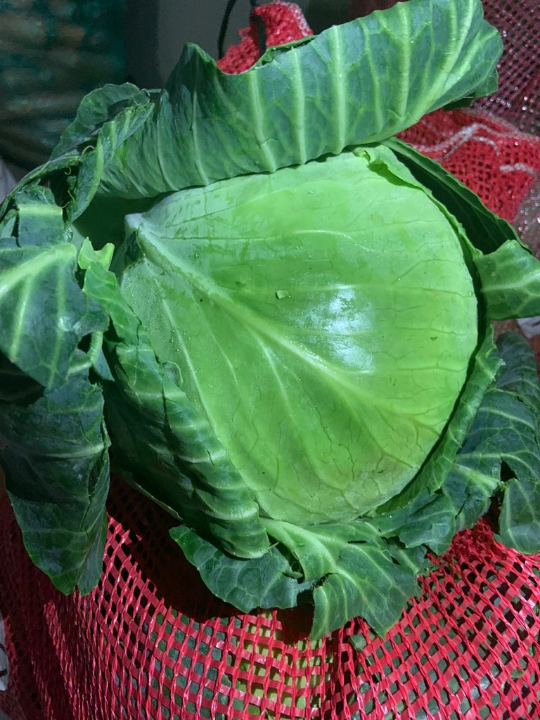 Repollo Verde (unidad)