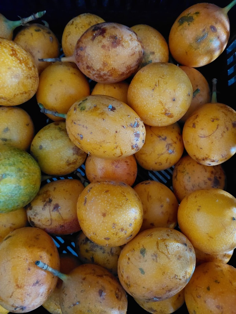 Granadilla Ud