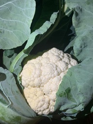 Coliflor (unidad)