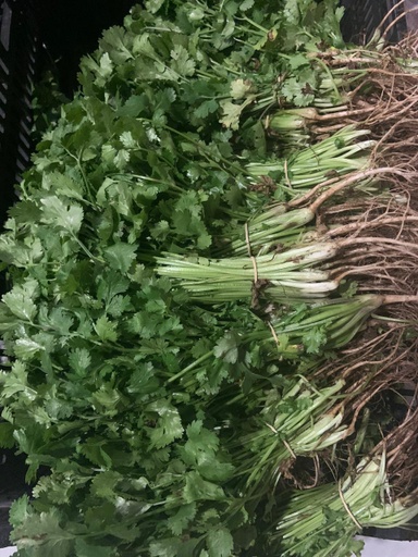 Culantro (rollo)