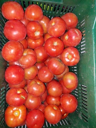Tomate  (Kg)