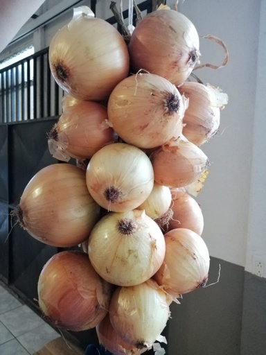 Cebolla en trenza