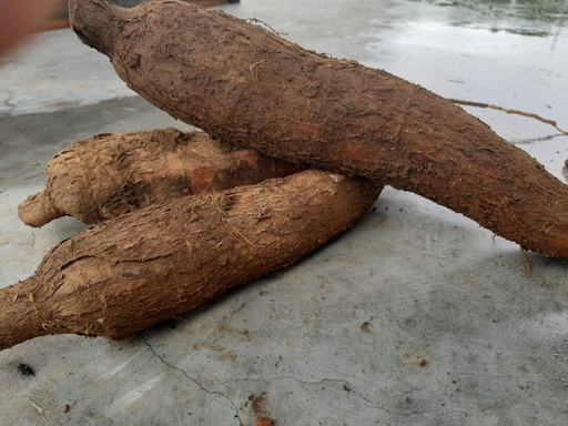 Yuca (1 Kg)